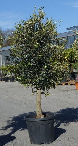 Echter, 20 Jahre alter Olivenbaum 160 - 180 cm Höhe, beste Qualität. Winterhart.