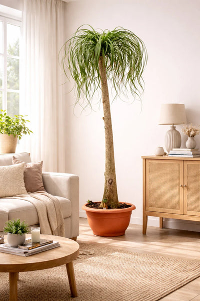 Elefantenfuss 180-200 cm Beaucarnea recurvata - Flaschenbaum