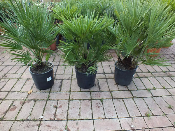 Echte Zwergpalme 2er Set. Winterharte Zwergpalme 70-90 cm Chamaerops humilis Palme Grünpflanze