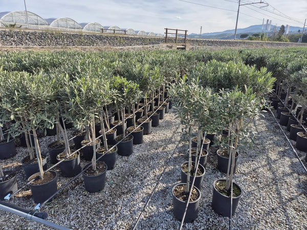 Olivenbaum mit Stamm, Olive 100-120 cm hoch, beste Qualität, Olea Europaea. Premiumqualität.