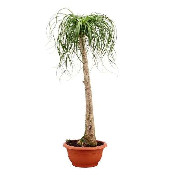 Elefantenfuss 180-200 cm Beaucarnea recurvata - Flaschenbaum