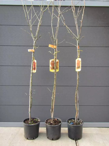 Echter Apfelbaum Red Delicious. Winterhart. 150-170cm im Topf - süße Früchte.
