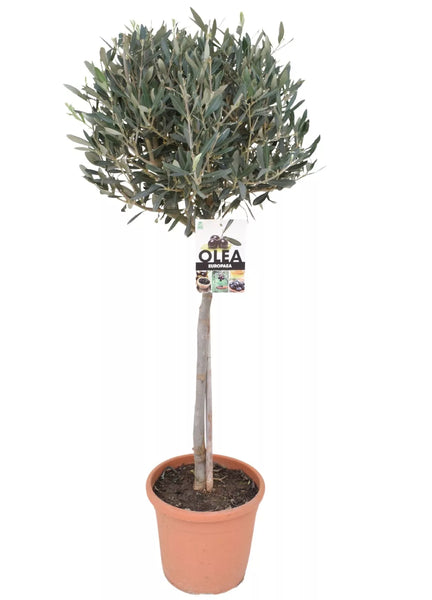 Olivenbaum mit Stamm, Olive 100-120 cm hoch, beste Qualität, Olea Europaea. Premiumqualität.