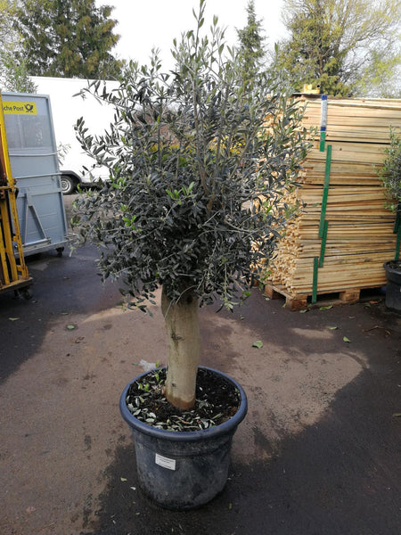 Echter, 30 Jahre alter Olivenbaum 180-200 cm Höhe, dicke Stämme (Umfang 20 cm), beste Qualität. Winterhart.