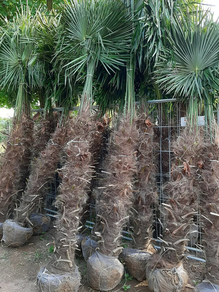 Echte Palme 2,20 - 2,50 Meter Höhe Trachycarpus Fortunei Hanfpalme - Chinesische Fächerpalme - Winterhart bis minus 18 Grad