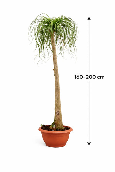 Elefantenfuss 180-200 cm Beaucarnea recurvata - Flaschenbaum