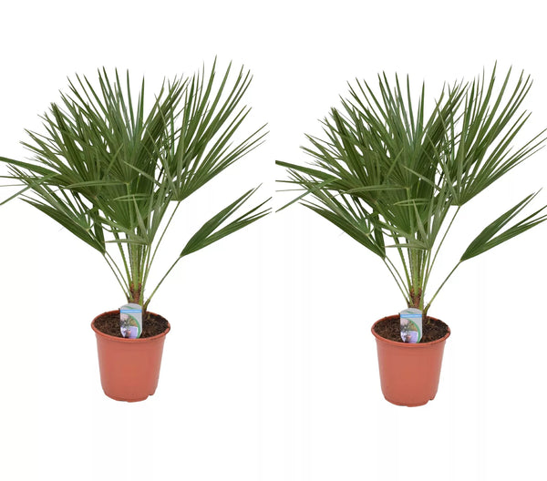 Echte Zwergpalme 2er Set. Winterharte Zwergpalme 70-90 cm Chamaerops humilis Palme Grünpflanze