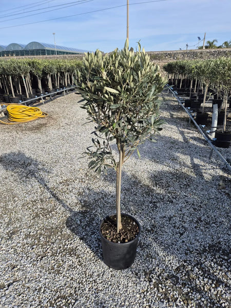 Olivenbaum mit Stamm, Olive 100-120 cm hoch, beste Qualität, Olea Europaea. Premiumqualität.