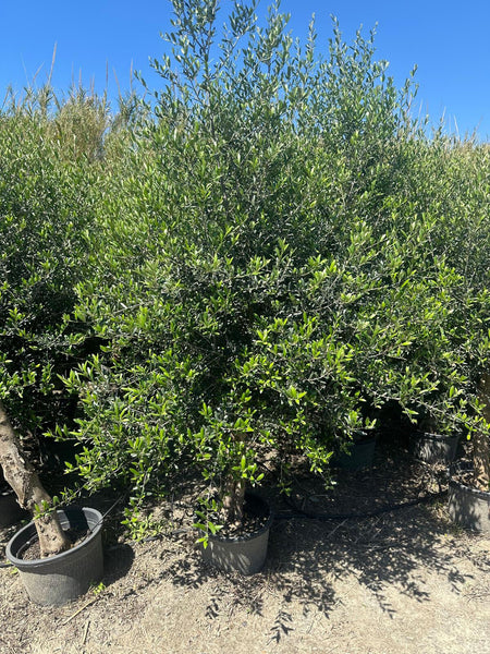 Echter, 45 Jahre alter Olivenbaum 220 cm Höhe, dicke Stämme, beste Qualität. Winterhart.