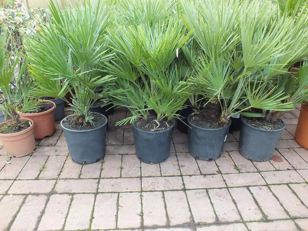 Echte Zwergpalme 2er Set. Winterharte Zwergpalme 70-90 cm Chamaerops humilis Palme Grünpflanze