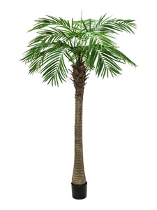 Kunstpalmen, Phönixpalmen mit seidenen Palmenwedeln. 150 bis 300 cm Höhe. Ein Highlight Ihrer Pflanzendekoration.