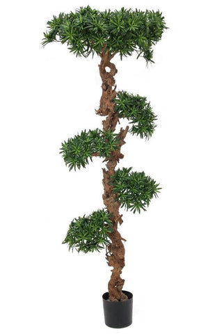 Bonsai Palmenbaum 1,80 Meter