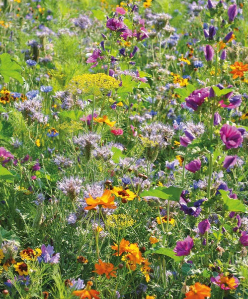 Bienenweide Nektar & Pollen Blühmischung Blumenmischung Blumenwiese für bis zu 500 m²